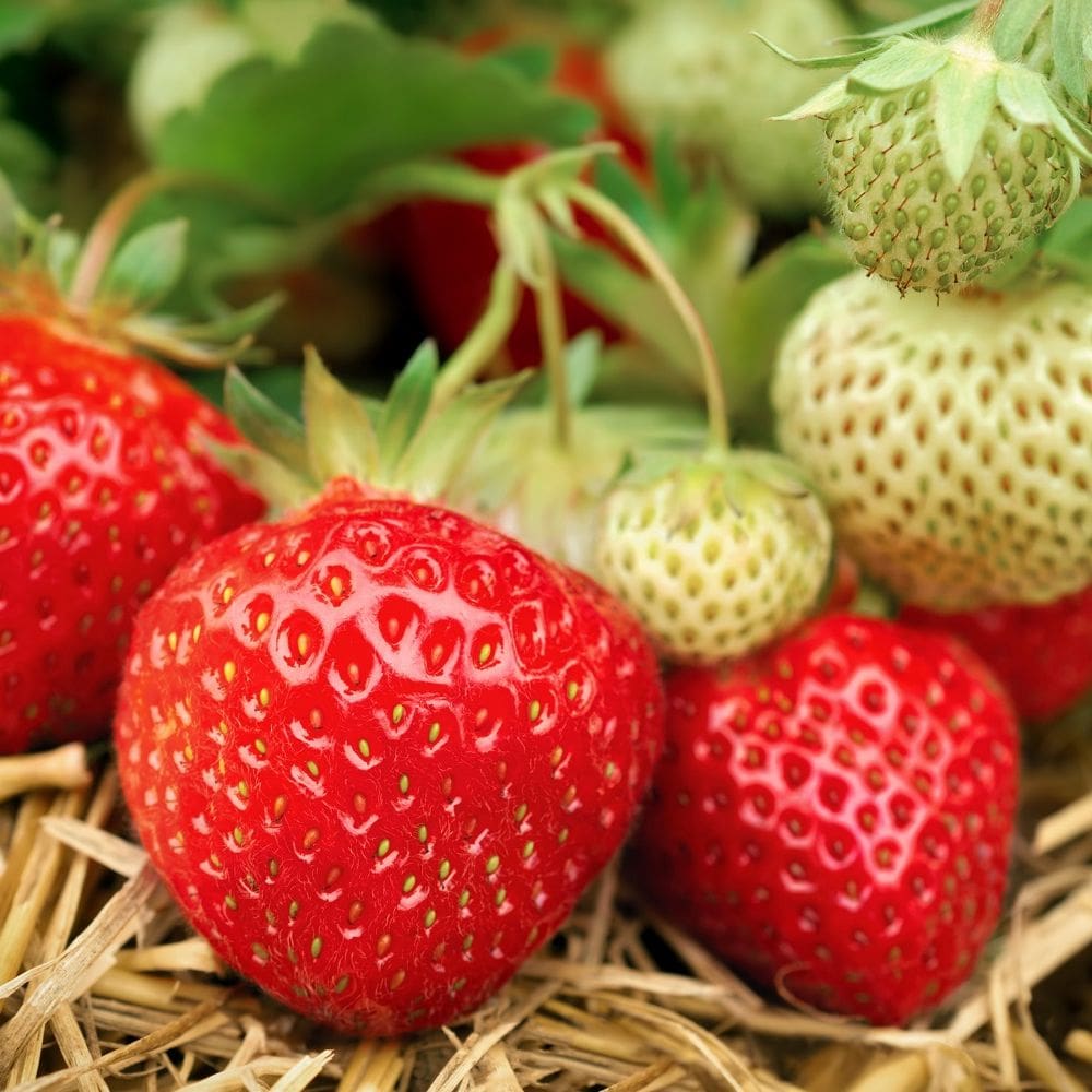 Fraisier Mara des Bois