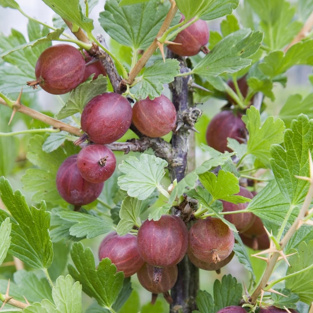 Groseillier à maquereaux rouge Captivator