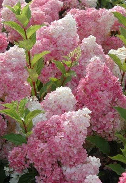 Hortensia Vanille Fraise