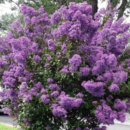 Lilas des Indes Violet