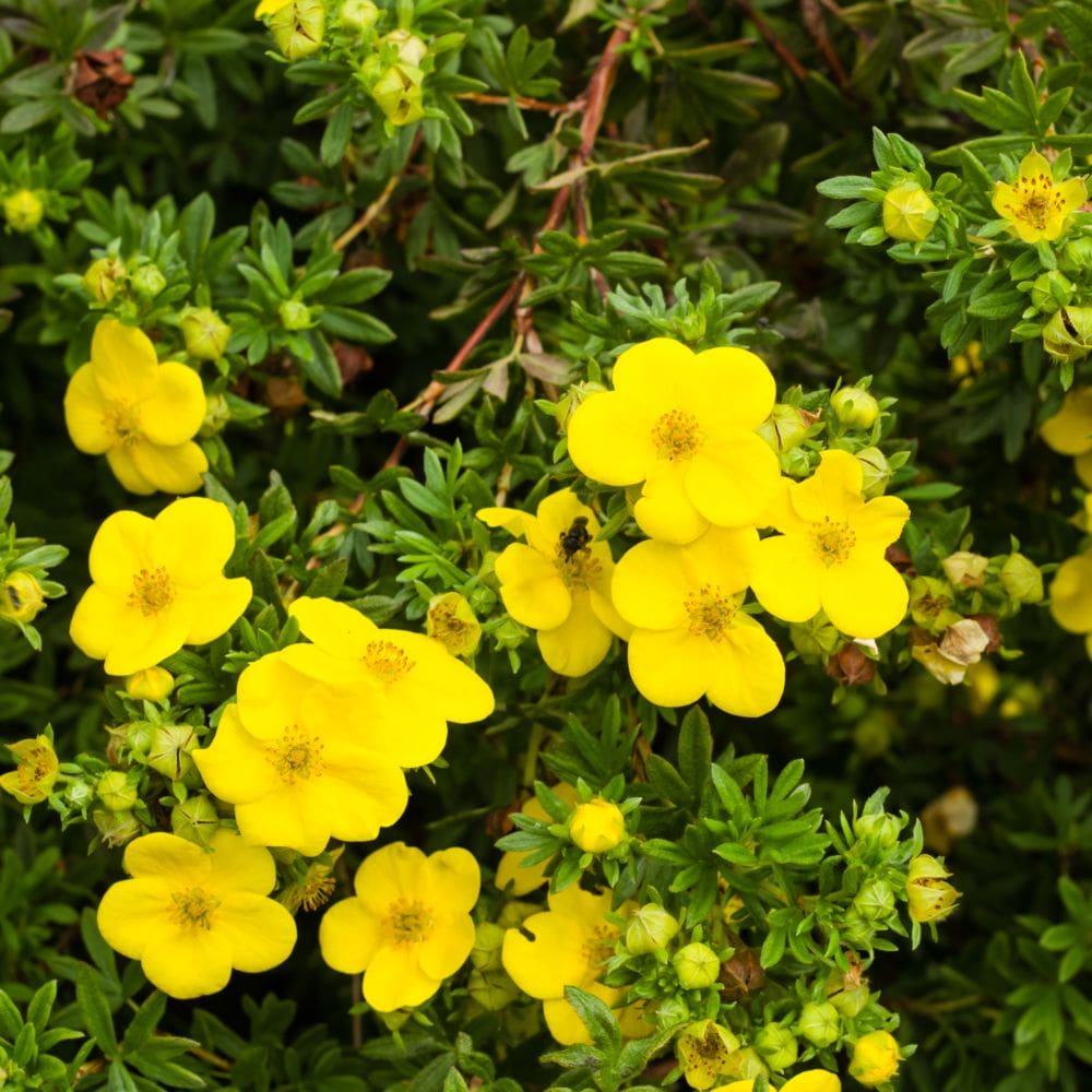 Potentille Goldfinger