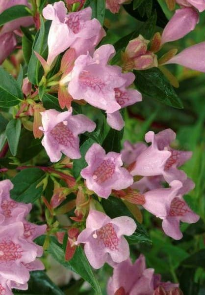 Abelia Edward Goucher