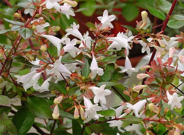 Abelia grandiflora