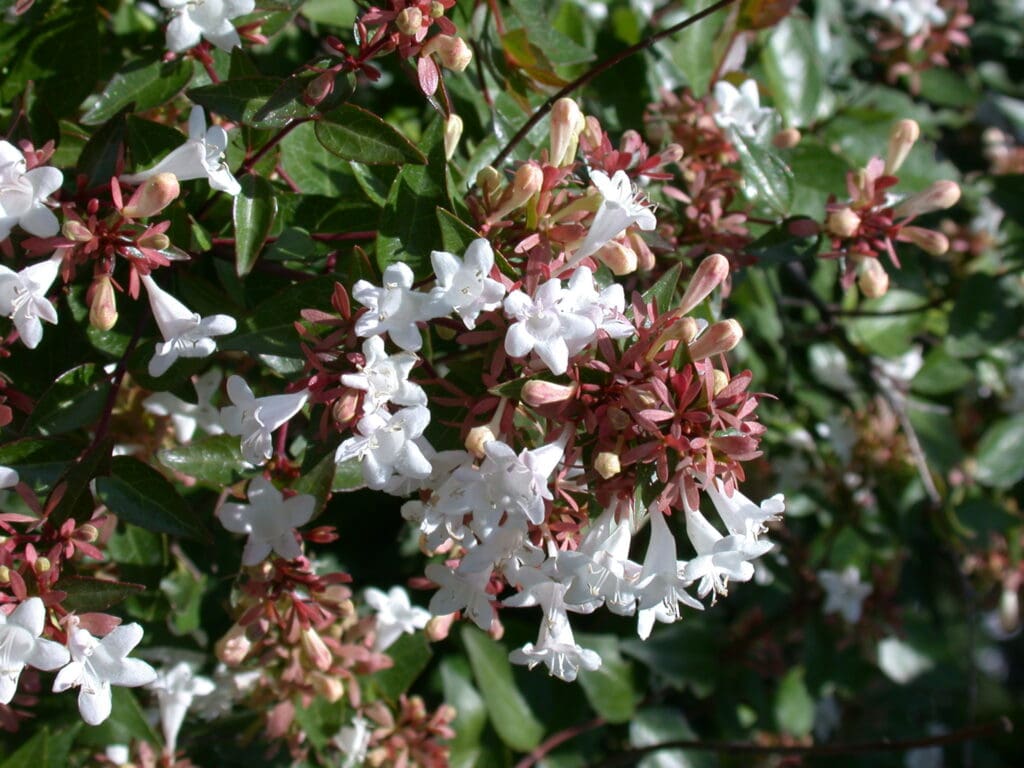 Abelia Sherwood