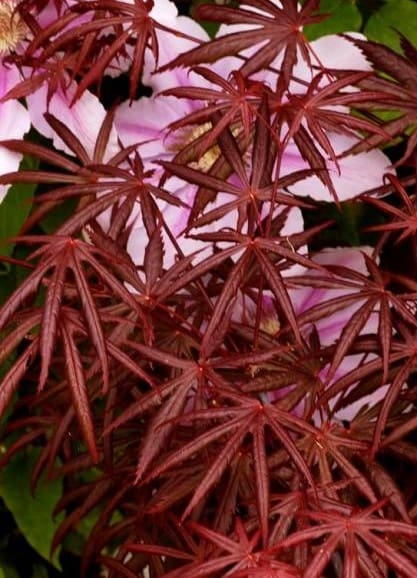 Érable Trompenburg greffé