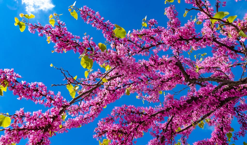 Arbre de Judée C12L touffe