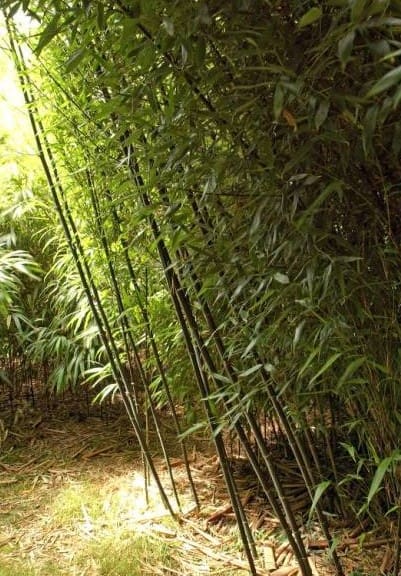 Bambou bissetii 180/200