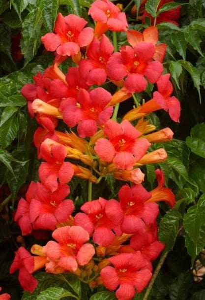 Bignone Madame Gallen