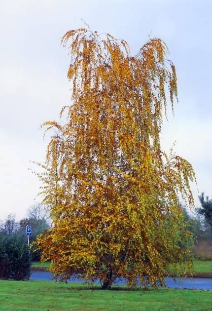 Bouleau blanc 2 mètres C10L