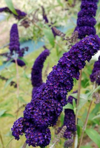 Buddleia Black Knight