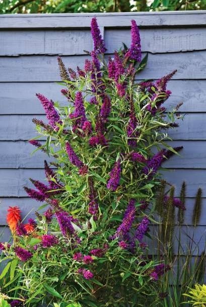 Buddleia Butterfly Tower
