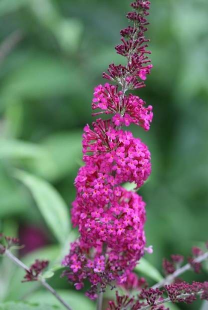 Buddleia Miss Ruby