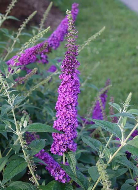 Buddleia Miss Violet