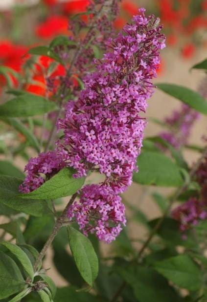 Buddleia Pink Delight