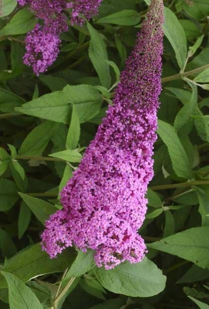 Buddleia Rêve de Papillon Pink