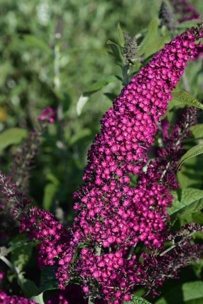 Buddleia Rêve de Papillon Red