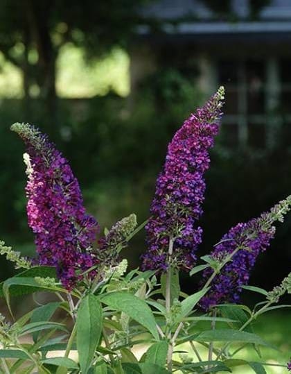 Buddleia Rêve de Papillon Violet