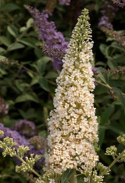 Buddleia Rêve de Papillon White