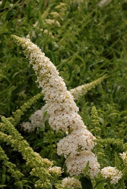 Buddleia White Profusion