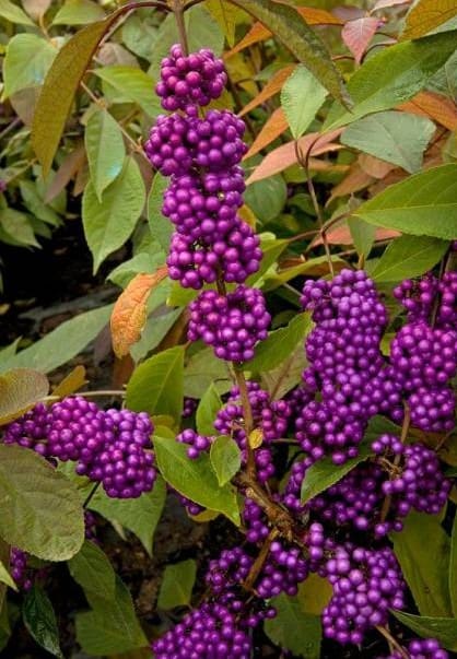 Callicarpa Imperial Pearl