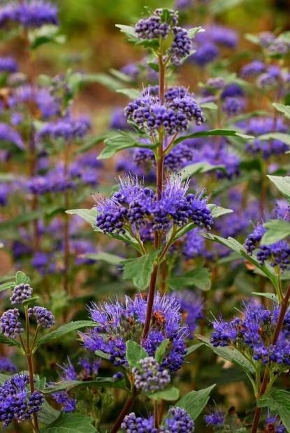 Caryopteris Grand Bleu