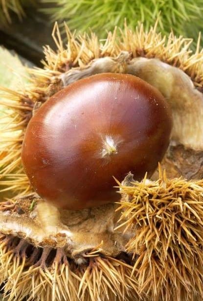 Châtaignier Bouche de Bétizac