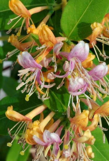 Chèvrefeuille Caprillia Fever