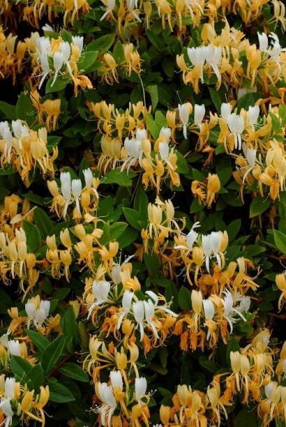 Chèvrefeuille Halliana