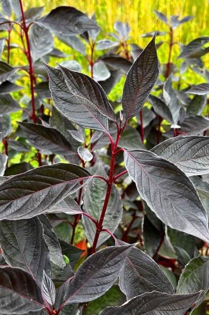 Cornus alba Nightfall