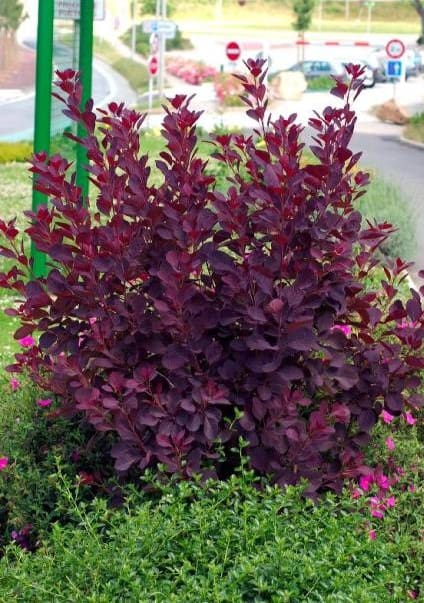 Cotinus Royal Purple