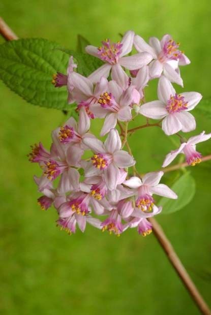 Deutzia Mont Rose