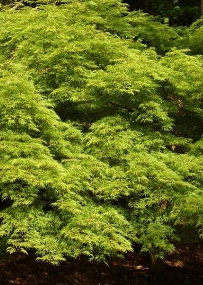 Érable Seiryu greffé