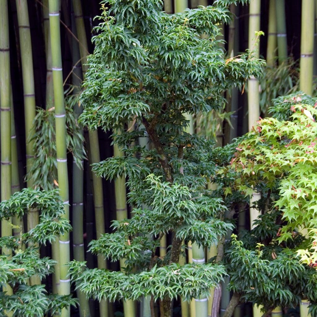 Érable Shishigashira greffé