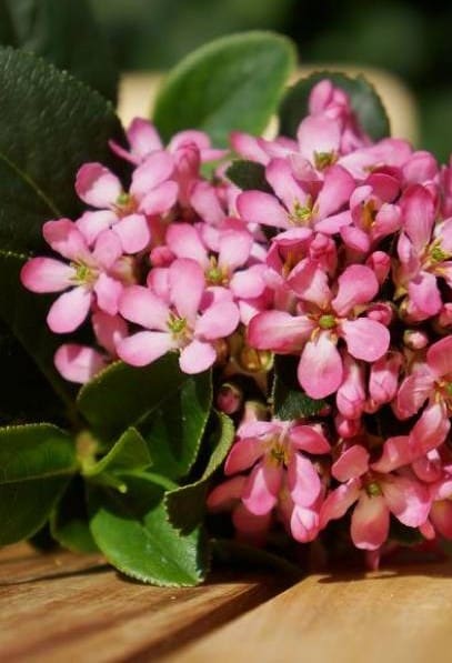 Escallonia Pink Elle