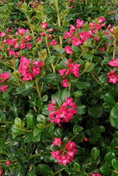 Escallonia Pride of Donard