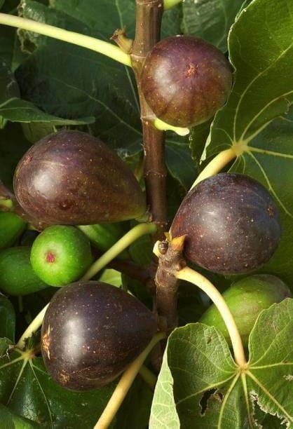 Figuier Brown Turkey