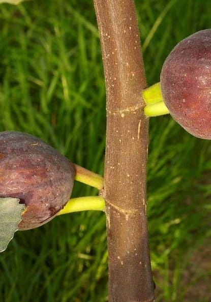 Figuier Violette Dauphine