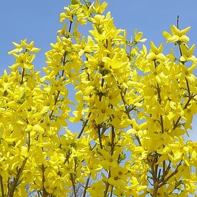 Forsythia Lynwood Gold