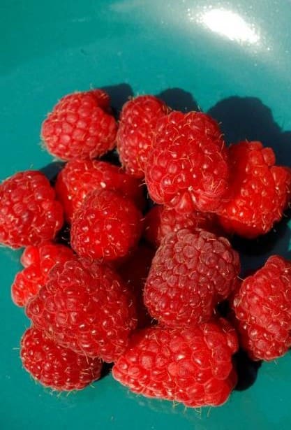 Framboisier Héritage