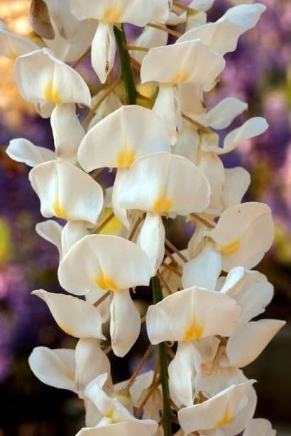 Glycine blanche