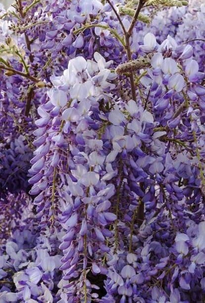 Glycine bleue
