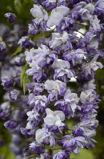 Glycine Floribunda Grande Diva Cécilia