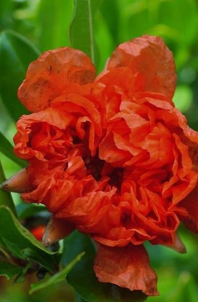 Grenadier à fleurs orange double C3L