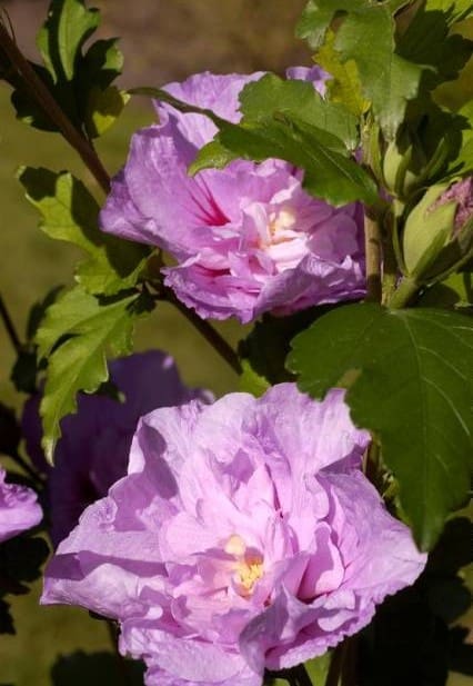 Hibiscus Lavender Chiffon C5L