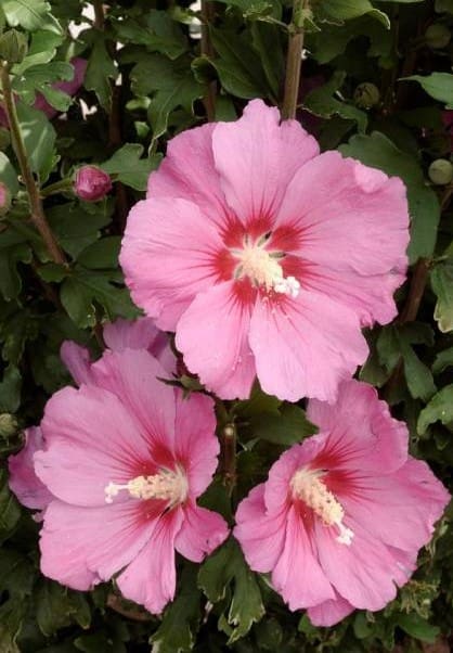 Hibiscus Pink Giant