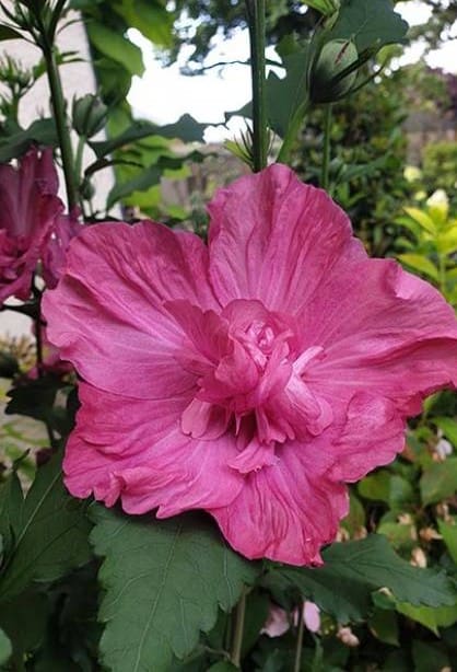Hibiscus Pompeii