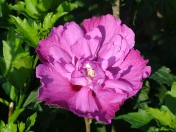 Hibiscus Purple Ruffle