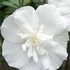 Hibiscus White Chiffon C5L