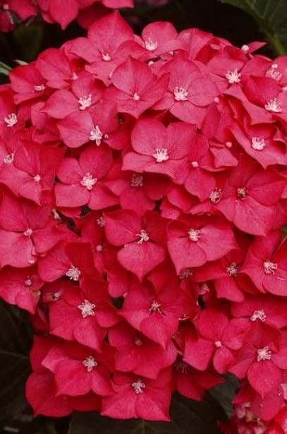 Hortensia macrophylla Leuchtfeuer