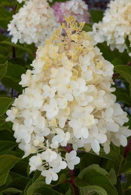 Hortensia paniculata Silver Dollar